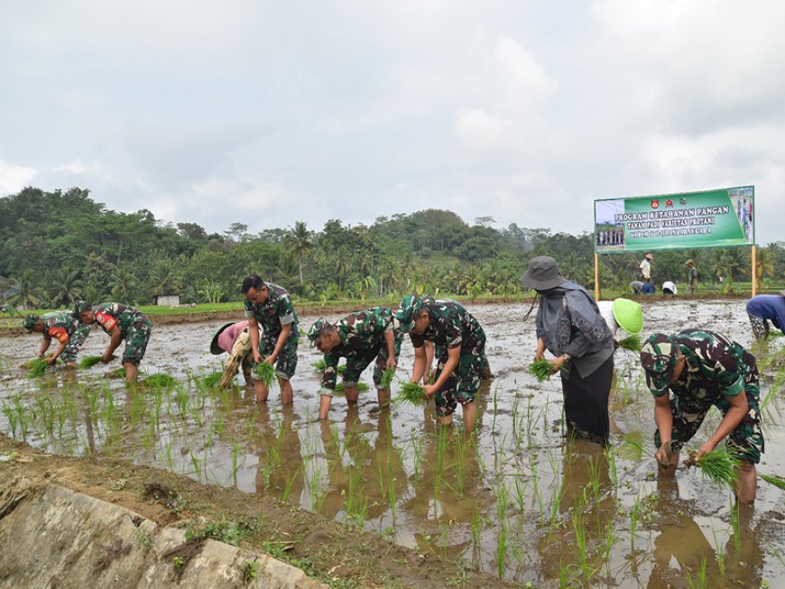 Dandim 0704 Banjarnegara Tanam Padi Protani untuk Program Ketahanan Pangan