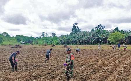 Semangat Gotong Royong Babinsa Senggi Dan Petani Dorong Ketahanan Pangan Dengan Penanaman Jagung