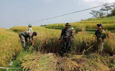 Danramil dan Babinsa Koramil Bumijawa Turun ke Sawah Dampingi Petani Panen Padi