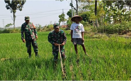 Jaga Kesuburan Padi, Babinsa Lebaksiu Bantu Bersihkan Gulma