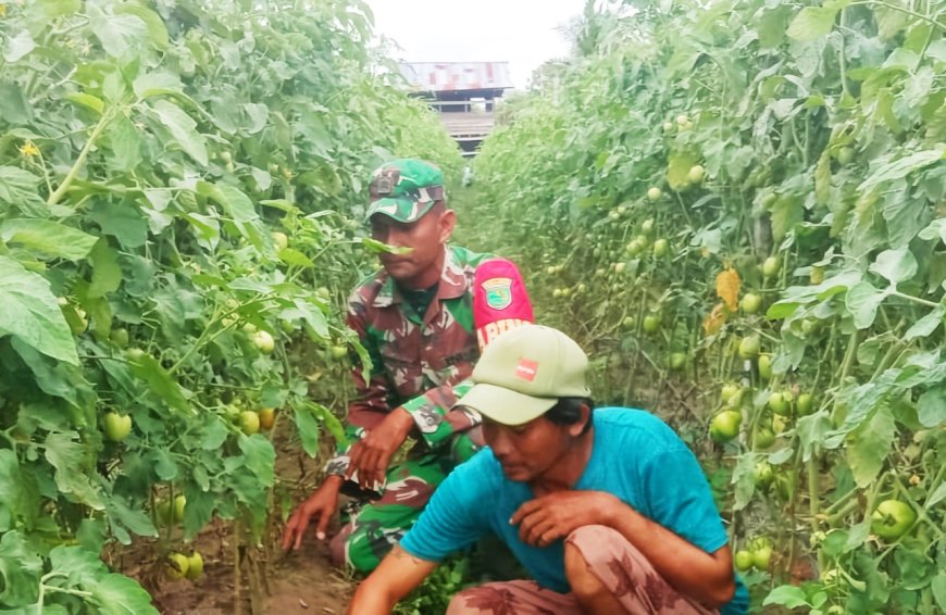Upaya Meningkatkan Hasil Pertanian Babinsa Arso Turun Lapangan Beri Motivasi Petani