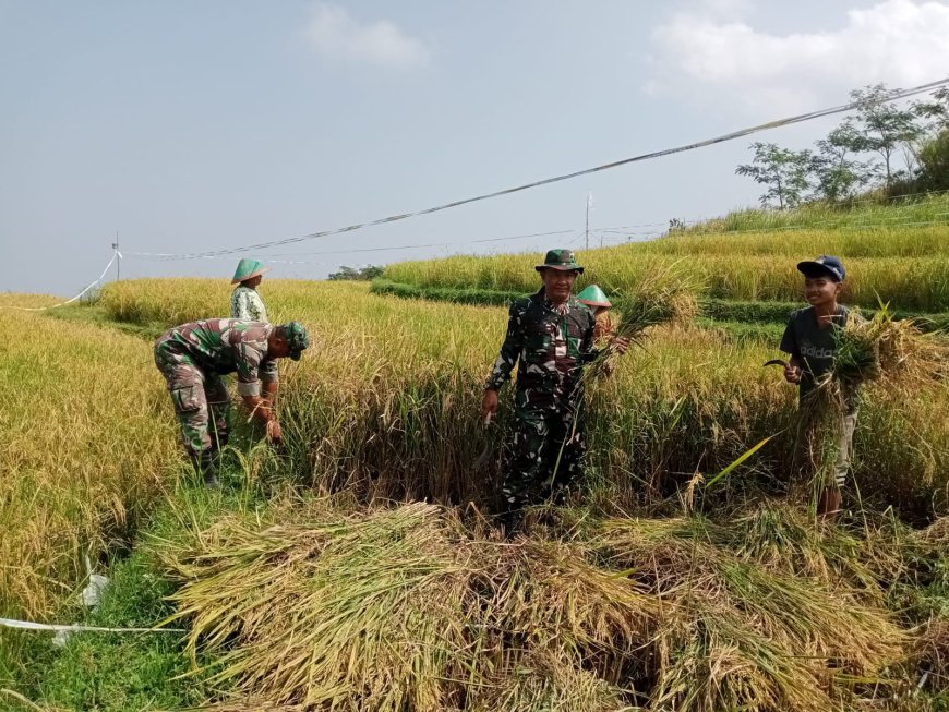 Danramil dan Babinsa Koramil Bumijawa Turun ke Sawah Dampingi Petani Panen Padi