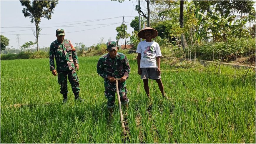 Jaga Kesuburan Padi, Babinsa Lebaksiu Bantu Bersihkan Gulma