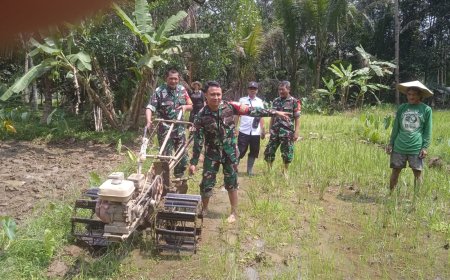 Tingkatkan Ketahanan Pangan Babinsa Terjun Ke Sawah