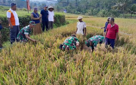 Babinsa Koramil 01 Banjarnegara Ikut Berperan Dalam Kegiatan Ubinan Padi