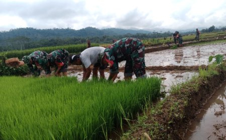 Sukseskan Swasembada Pangan Babinsa Bantu Penanaman Padi
