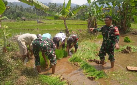 Babinsa Terjun Ke Sawah Dampingi Pencabutan Bibit Padi