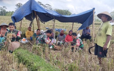 Koramil 10 Bawang Panen Padi bersama Kelompok Tani Sri Rejeki