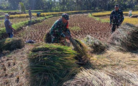 Pgs Danramil dan Babinsa melaksanakan pendampingan Panen Padi