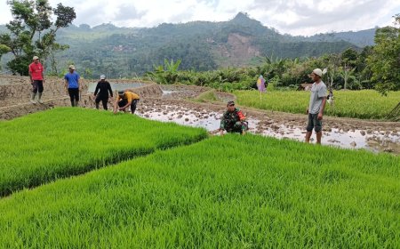 Batituud Melaksanakan Pendampingan Perawatan Bibit Padi