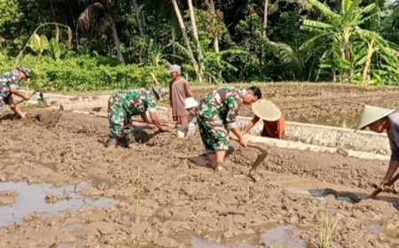 Danramil 08Purwanegara Dukung Ketahanan Pangan, Terjun Bantu Petani Olah Lahan Padi
