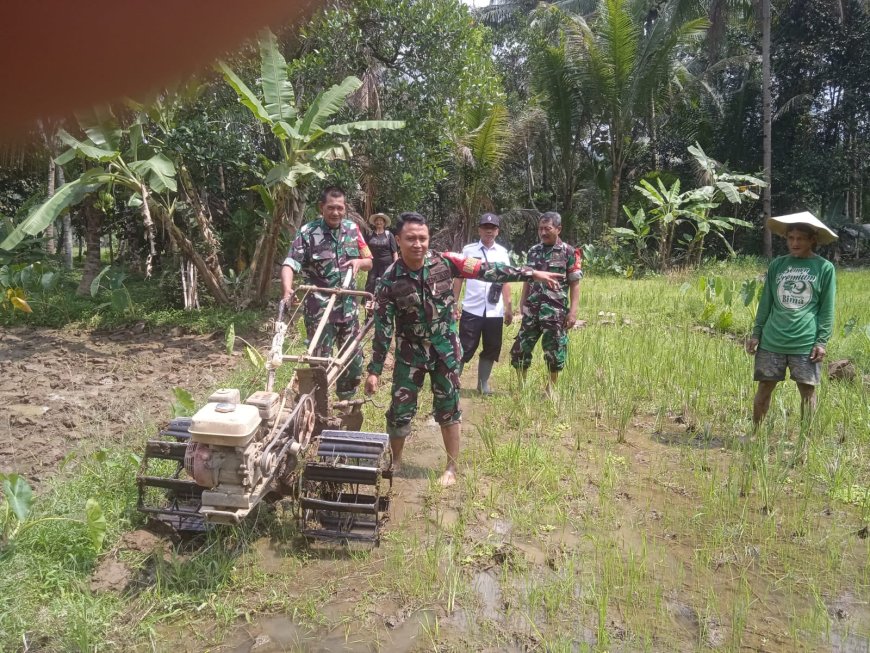 Tingkatkan Ketahanan Pangan Babinsa Terjun Ke Sawah
