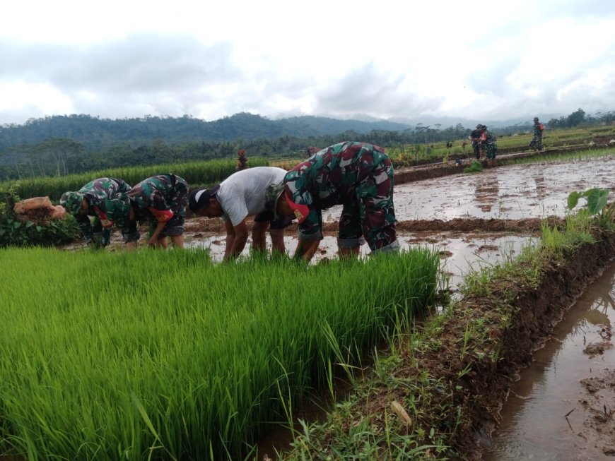 Sukseskan Swasembada Pangan Babinsa Bantu Penanaman Padi