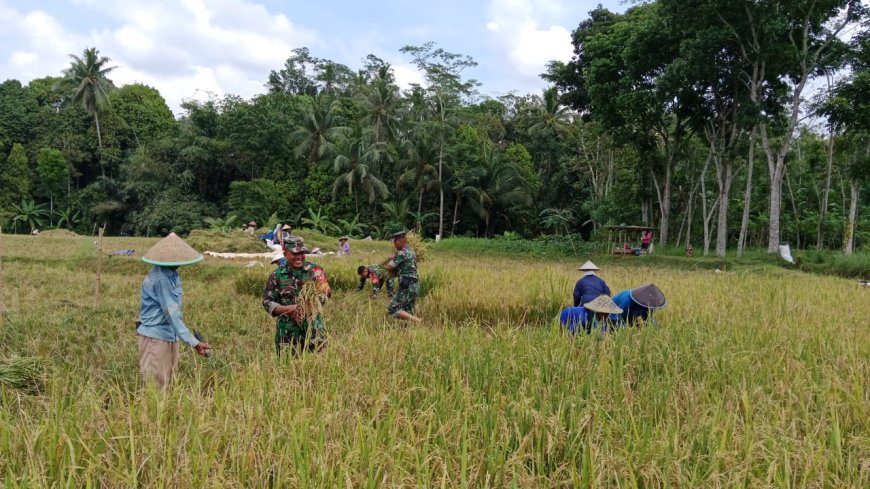 Danramil dan Babinsa Bantu Panen Padi