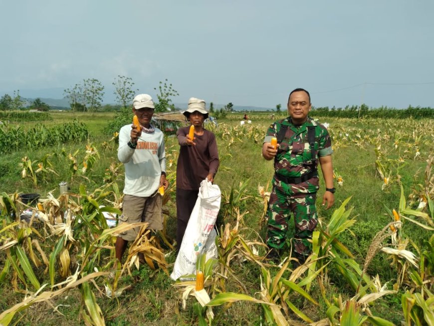 Babinsa Koramil Margasari Dampingi Petani Panen Jagung