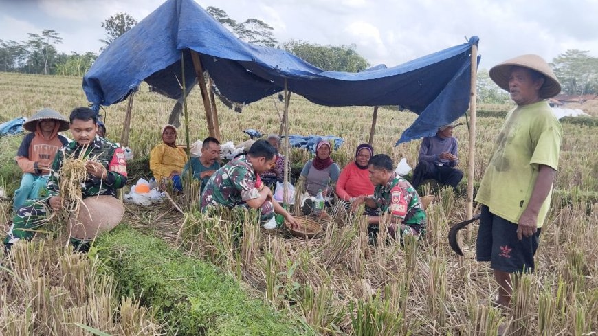 Koramil 10 Bawang Panen Padi bersama Kelompok Tani Sri Rejeki
