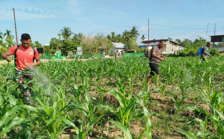 Cegah Serangan Hama dan Pastikan Panen Tetap Optimal, Personel Koramil Skanto Semprot Tanaman Jagung Dengan Insektisida