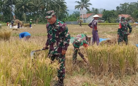 Pgs Danramil dan Babinsa Dampingi Panen Padi di Kecamatan Pagentan