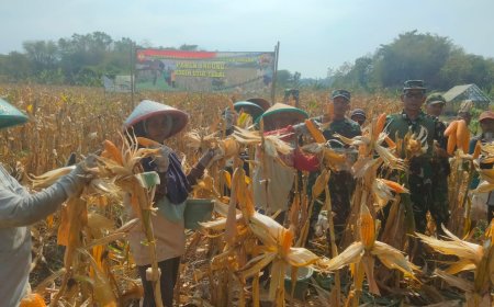 Dukung Ketahanan Pangan, Kodim 0712 Tegal Kembali Panen Raya Jagung