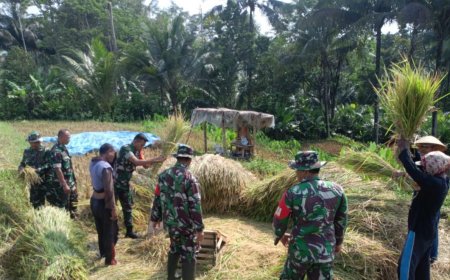 Wujud Nyata TNI Bersama Petani Panen Padi