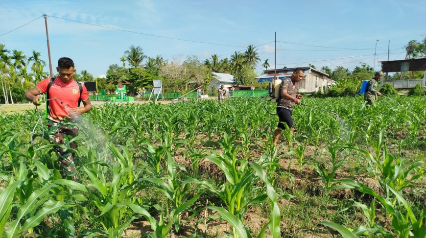 Cegah Serangan Hama dan Pastikan Panen Tetap Optimal, Personel Koramil Skanto Semprot Tanaman Jagung Dengan Insektisida