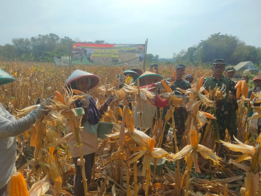 Dukung Ketahanan Pangan, Kodim 0712 Tegal Kembali Panen Raya Jagung