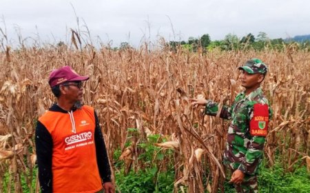 Perkuat Ketahanan Pangan Nasional Babinsa Arso Komsos Dengan Petani Jagung