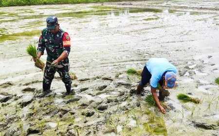 Penuhi Swasembada Pangan Babinsa Skanto Pendampingan Tanam Padi Warga Binaan