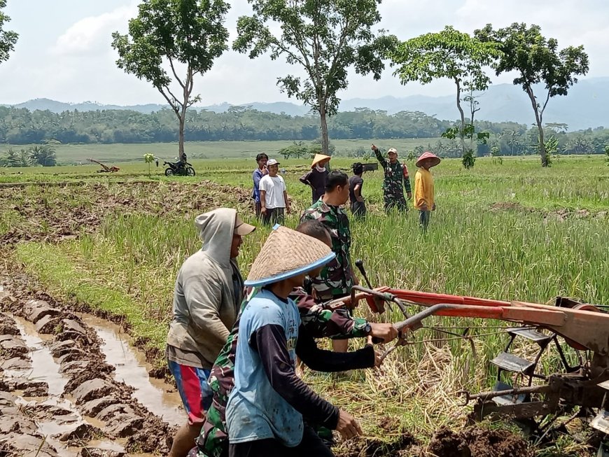 Danramil 07 Mandiraja Dampingi Petani Olah Lahan Pasca Panen di Desa Banjengan