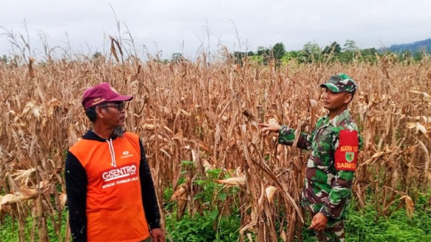 Perkuat Ketahanan Pangan Nasional Babinsa Arso Komsos Dengan Petani Jagung