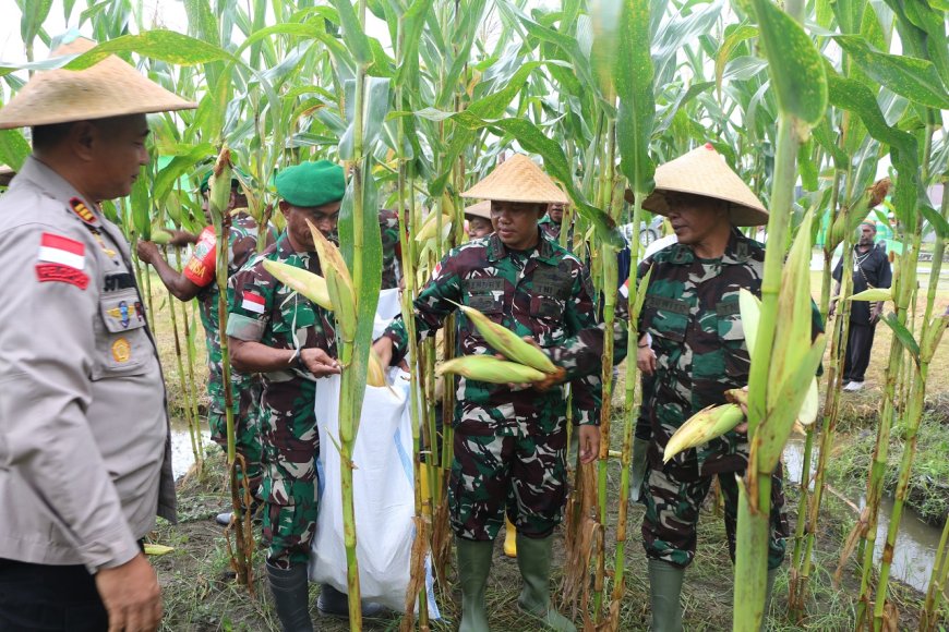 Panen Jagung di Lahan Percontohan Koramil Skanto, Dandim: Ketahanan Pangan Adalah Tanggung Jawab Bersama