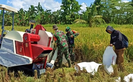 Wujudkan Swasembada Pangan Nasional Babinsa Arso Panen Padi Menggunakan Mesin Combine
