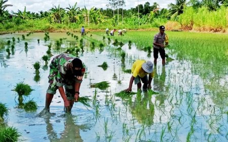Sinergitas Babinsa Skanto Bersama Bhabinkamtibmas Bantu Petani Tanam Padi