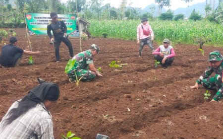 Danramil Kalibening Dukung Petani dengan Program Penghijauan Kopi Arabika
