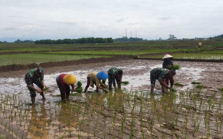 Babinsa Mandiraja Dampingi Petani Tanam Padi
