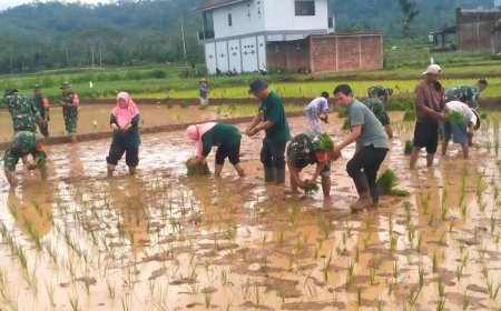Sinergi TNI dan Petani Koramil 14 Madukara Dukung Ketahanan Pangan Nasional