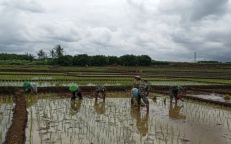 Koramil 15 Rakit Bantu Petani Tanam Padi Serentak di Musim Hujan