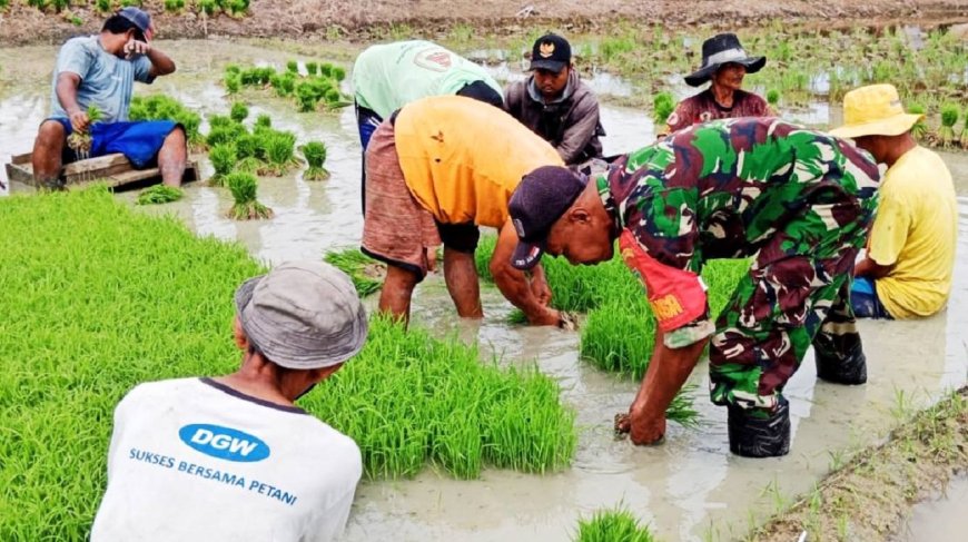 Sukseskan Program Ketahanan Pangan Babinsa Muara Tami Turun Ke Sawah Bantu Cabut Bibit Padi
