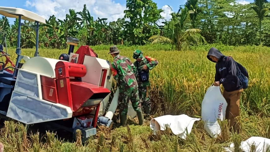 Wujudkan Swasembada Pangan Nasional Babinsa Arso Panen Padi Menggunakan Mesin Combine