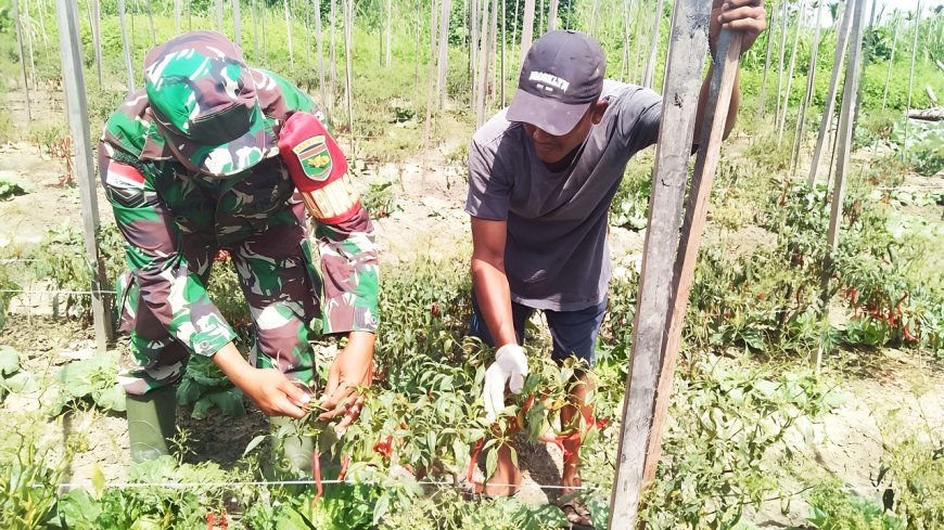 Sukseskan Ketahanan Pangan Melalui Panen Cabe Babinsa Skanto Berikan Dukungan Dan Motivasi Petani