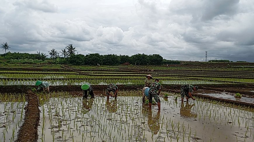 Koramil 15 Rakit Bantu Petani Tanam Padi Serentak di Musim Hujan