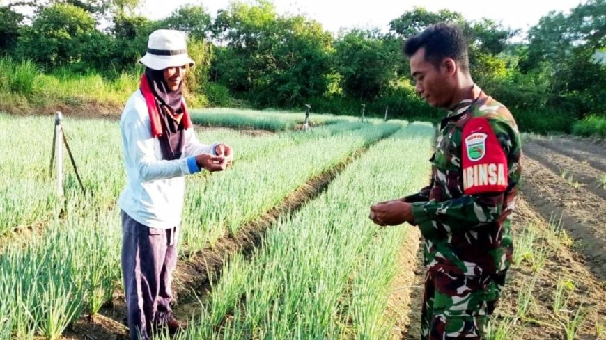 Hadir di Tengah Petani Babinsa Skanto Bantu Perawatan Daun Bawang