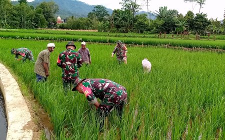 Koramil 14 Madukara Dampingi Petani dalam Perawatan Tanaman Padi hingga masa panen