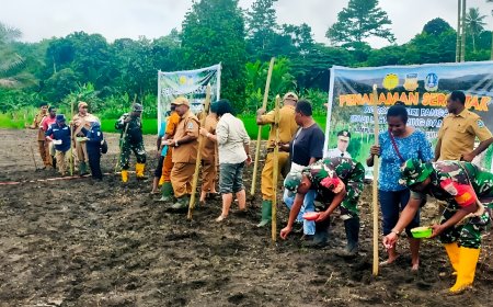Dukung Program Prabowo Danramil Kemtuk Gresi Bersama Pemkab Jayapura Perkuat Lini Ketahanan Pangan dengan Padi Gogo