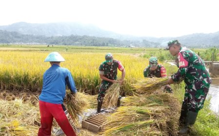 Babinsa Koramil 06 Kalibening Dampingi Petani Panen Padi 
