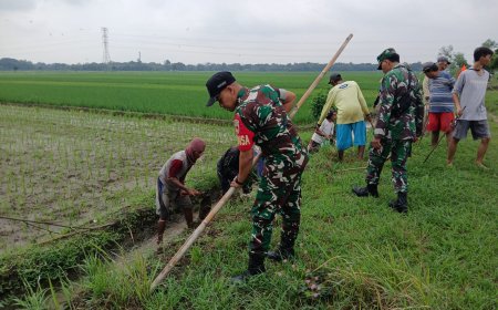 Babinsa Koramil Tarub Bersama Petani Berantas Hama Tikus