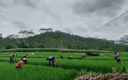Danramil 12 Sigaluh Bersama Anggota Membantu Petani Memupuk Padi