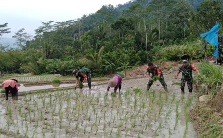 Babinsa Dampingi Petani Percepat Masa Tanam Padi