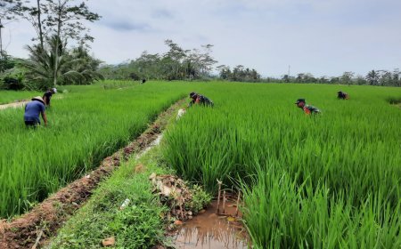 Koramil 03 Wanadadi Bersama Petani Laksanakan Matun Untuk Dukung Ketahanan Pangan