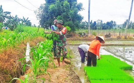 Sukseskan Program Swasembada Pangan Nasional Babinsa Muara Tami Bantu Petani Tanam Padi